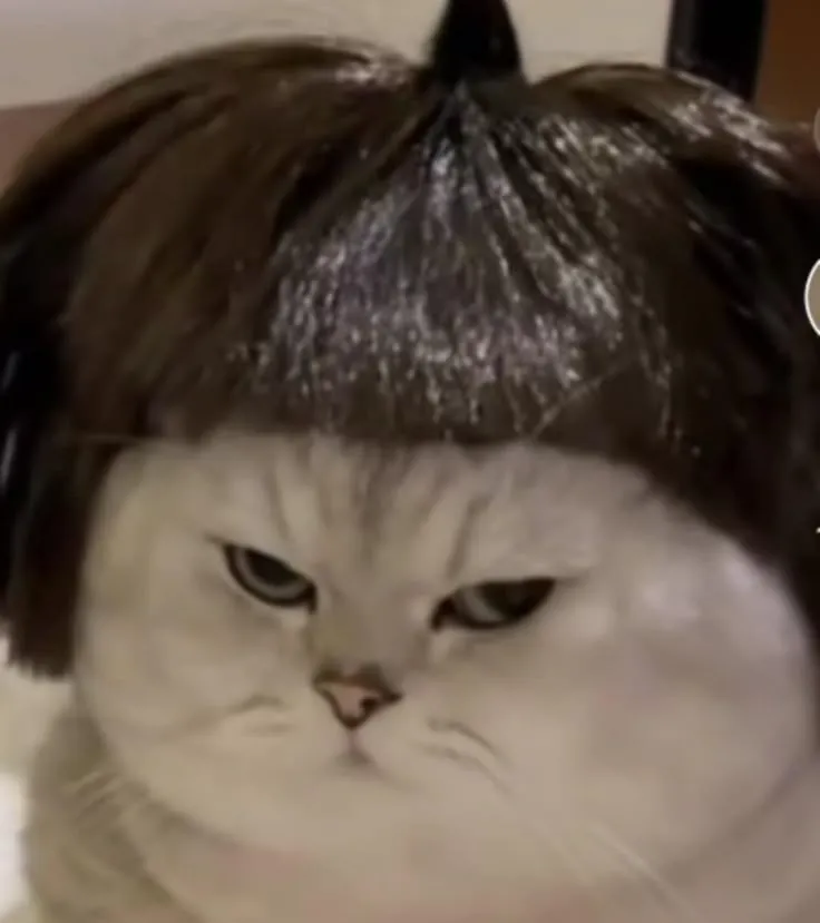 17 Ảnh vui mèo trắng liếc nghiêng ánh nhìn quyền lực