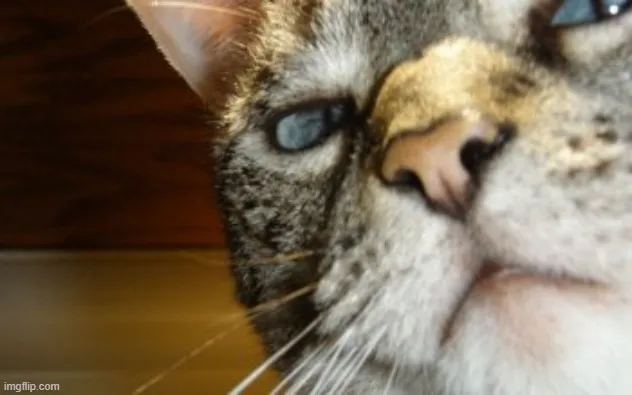 16 Ảnh hài mèo liếc mắt thể hiện biểu cảm cộc cằn