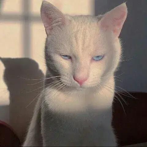 15 Khi meme mèo liếc mắt trở thành biểu tượng cảm xúc kiểu “không nói nhiều”