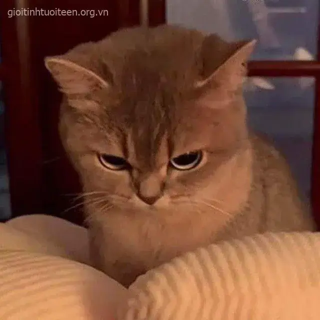 14 Loạt meme mèo lườm mắt cực gắt đang khuấy đảo comment Facebook