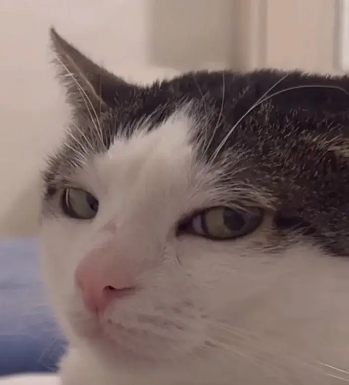 12 Meme chế mèo liếc mắt như muốn dằn mặt ai