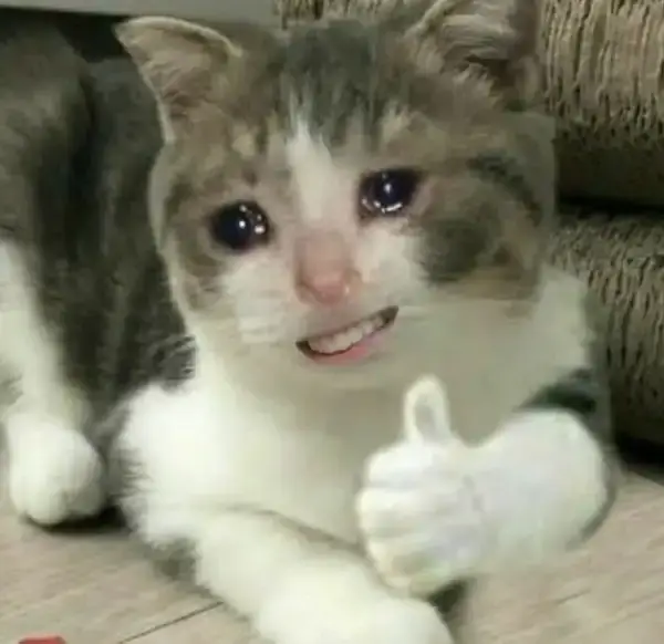 Gương mặt mèo ngộ nghĩnh, tay giơ oke đồng ý đầy hồn nhiên.