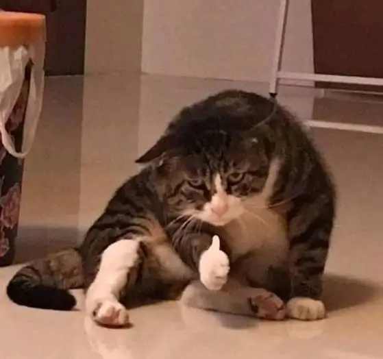 Mèo vui tươi giơ tay like, ánh mắt cực đáng yêu.