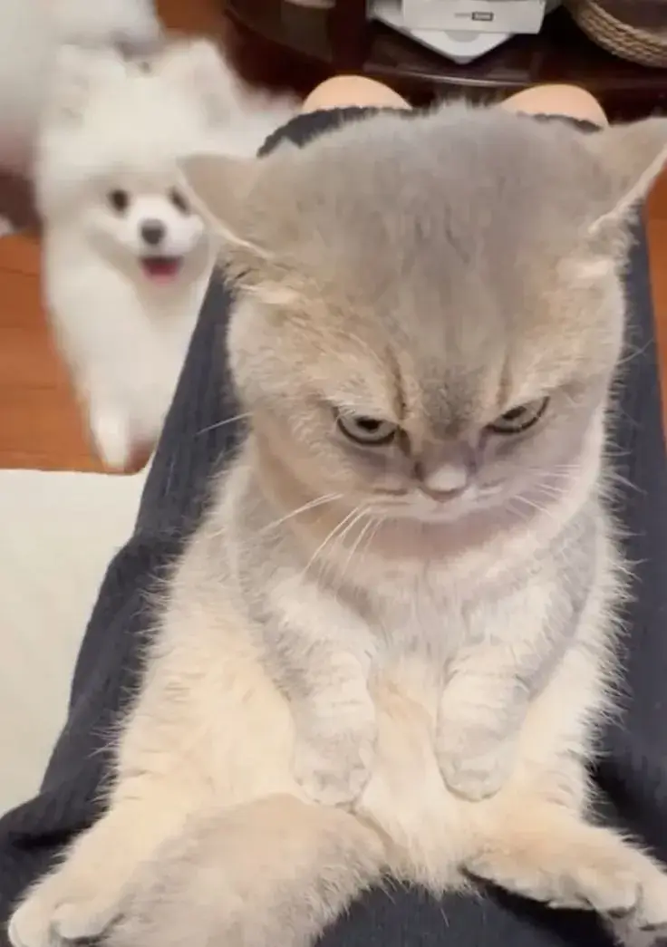 26 Ảnh troll mèo thái độ “không quan tâm ai cả”