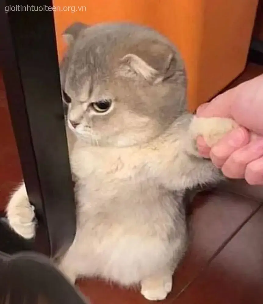 Hình chế vui mèo liếc góc nghiêng cực gắt