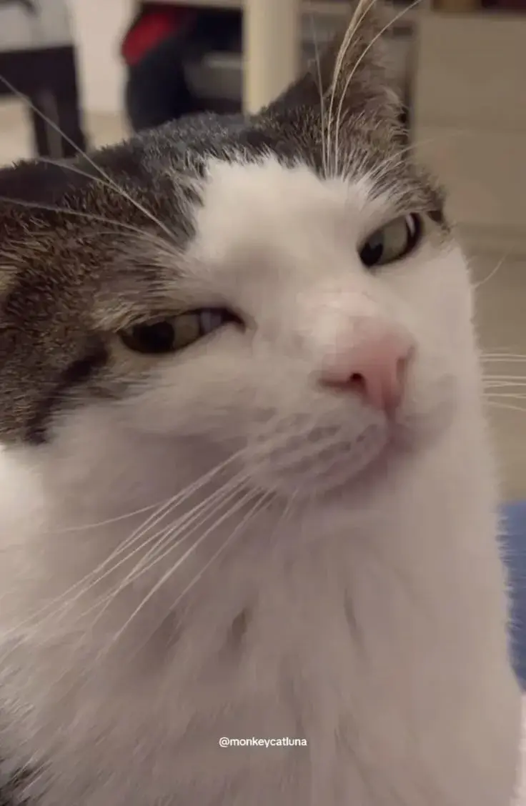 24 Meme hài mèo liếc mắt khinh khỉnh trên TikTok