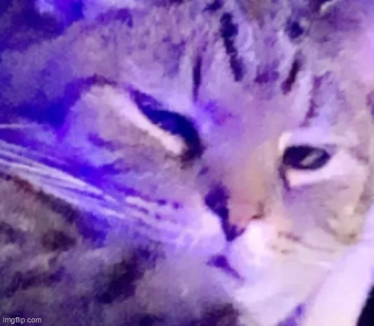 22 Meme vui mèo mướp liếc nhìn kiểu “đừng nói nữa”