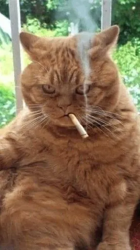 21 Hình chế mèo liếc lạnh như sếp đang khó chịu