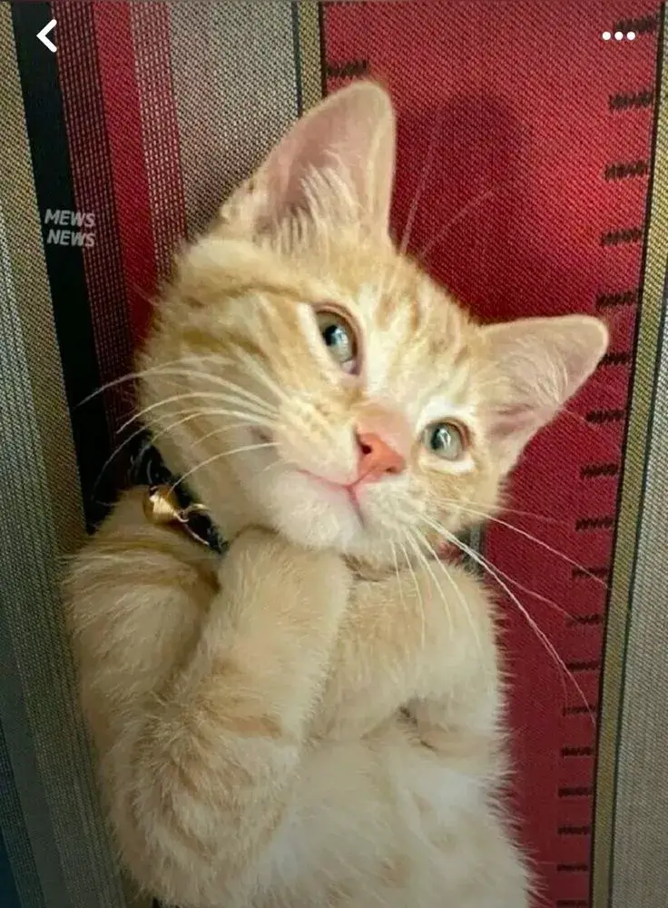 35 Meme chế mèo liếc khinh khiến netizen bàn tán