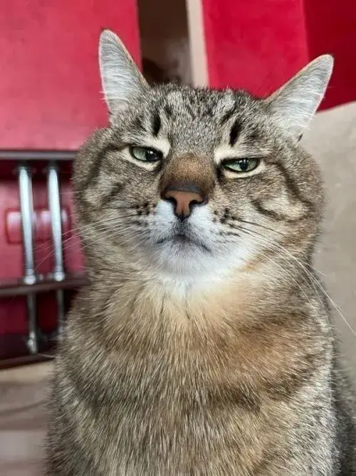 34 Hình chế mèo cau có tạo nên vibe gắt sang