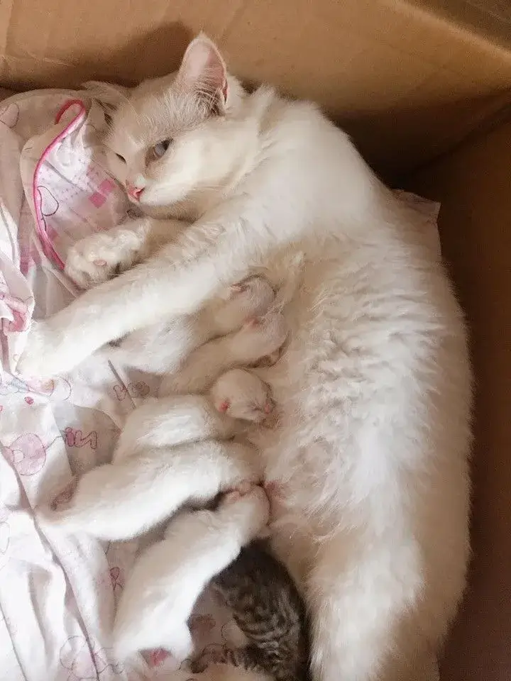 33 Ảnh vui mèo liếc kiểu lạnh lùng không cần lời