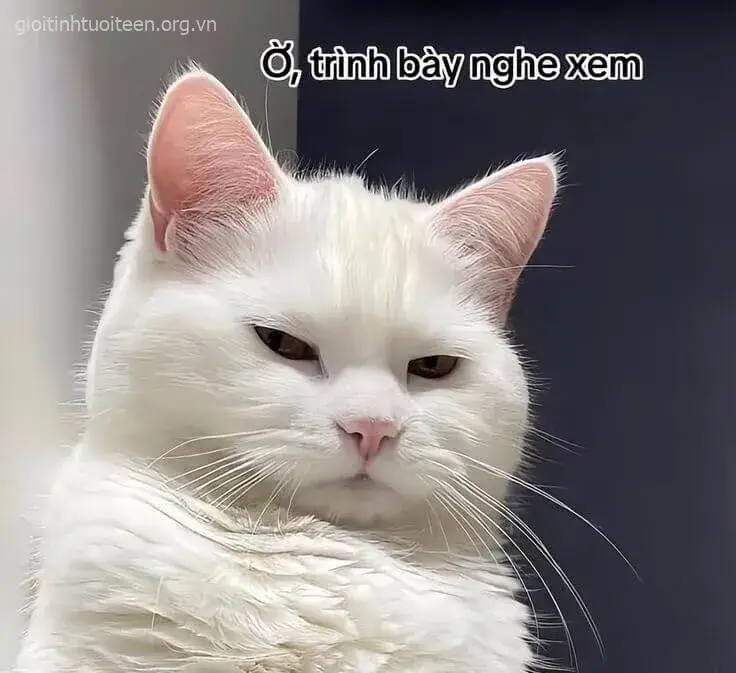 32 Meme hài mèo liếc mắt với caption cực sắc bén