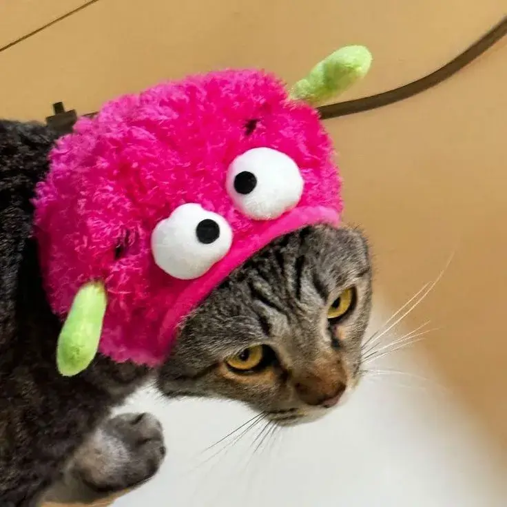 31 Ảnh troll mèo lườm khiến comment cười xỉu