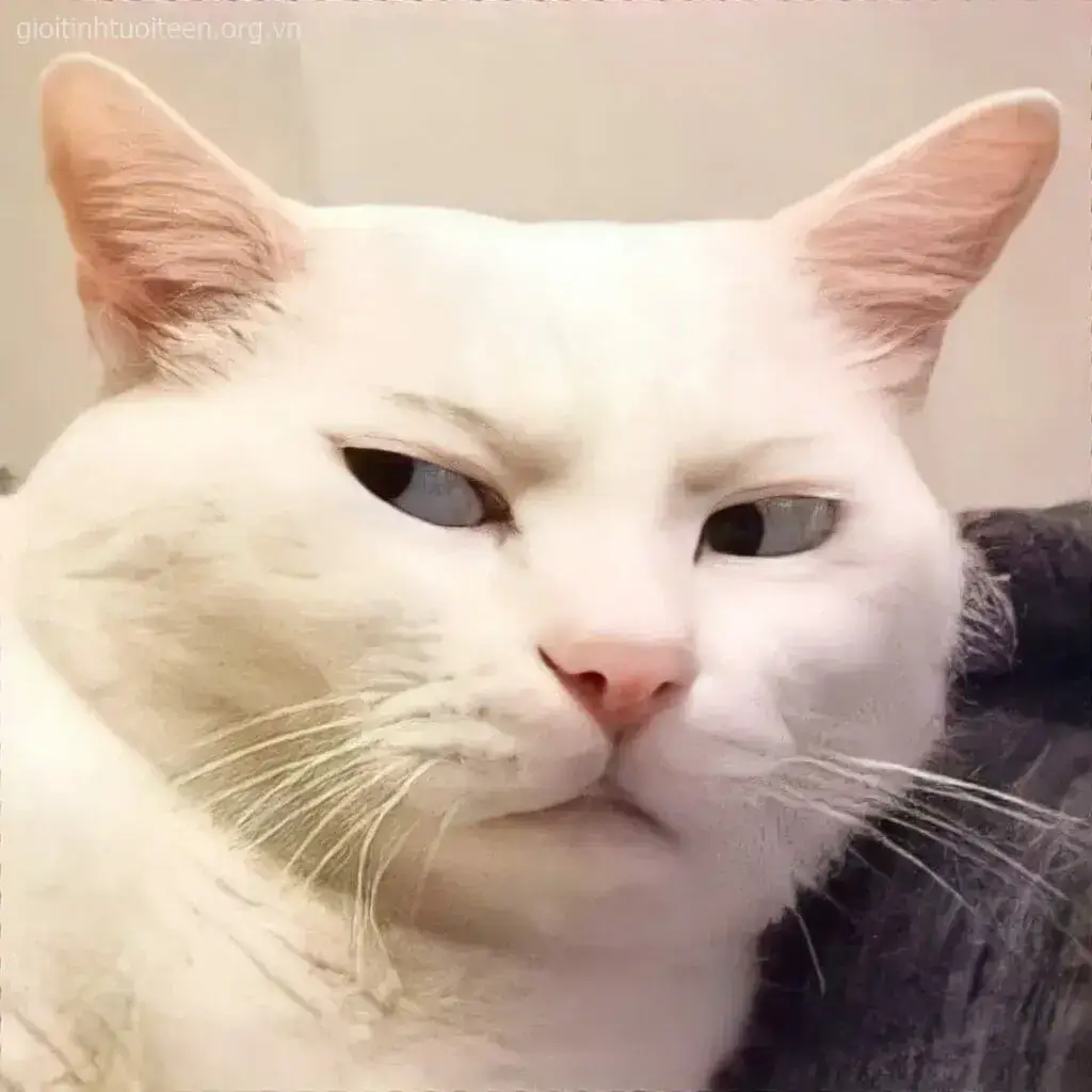 30 Meme vui mèo trắng biểu cảm tinh quái cực trend