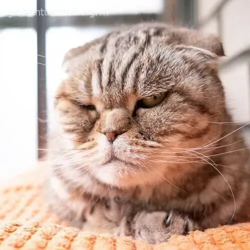 Hình chế mèo liếc mắt kiểu “không ưa lắm đâu”