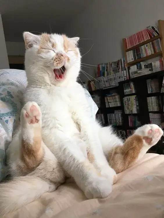 Meme chế mèo stress deadline khiến ai cũng thấu