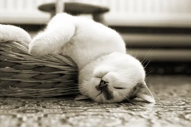 Meme mèo hết pin, nằm vật ra sàn siêu ngộ nghĩnh