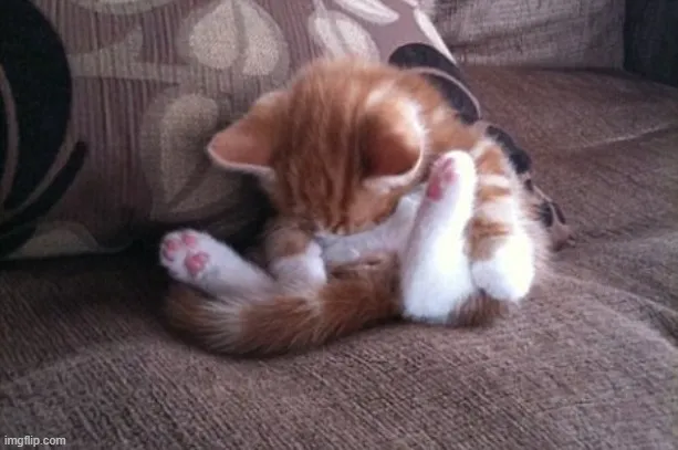 Hình troll mèo lim dim ôm ly cà phê