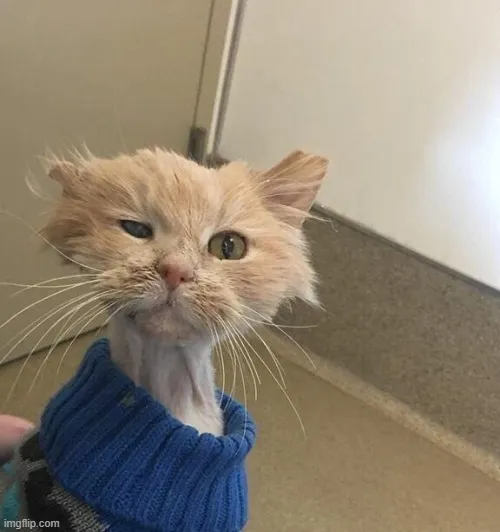 Ảnh vui mèo mệt xỉu cười mà đồng cảm