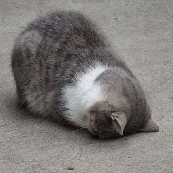 Meme hài mèo lim dim lan truyền khắp Facebook