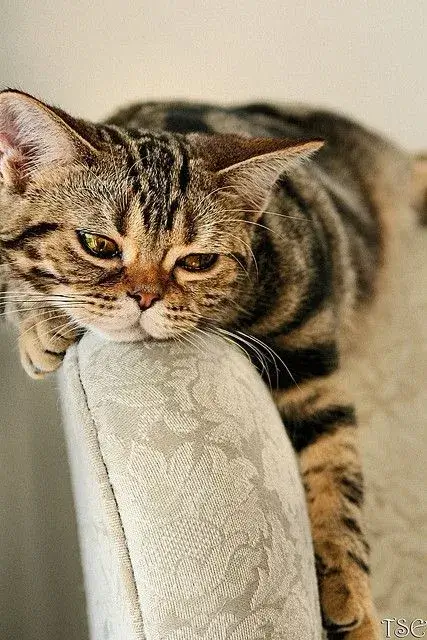 Ảnh troll mèo mệt mỏi nhìn vô hư không