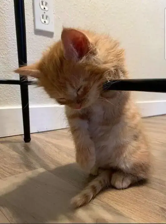 Hình troll mèo ngáp dài như dân văn phòng