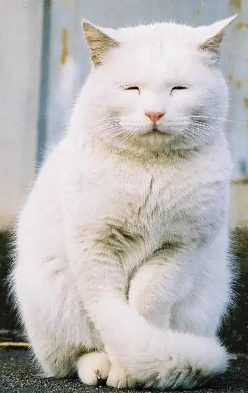 Hình mèo mệt mỏi chống đầu, ánh mắt mệt rã rời