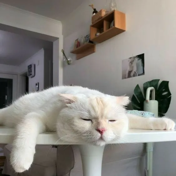 Meme hài mèo uể oải với caption dân mạng