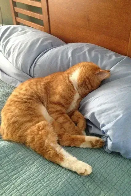 Ảnh troll mèo biểu cảm thật hơn phim