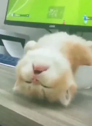 Mèo mệt mỏi – biểu tượng chân thật của những ngày stress và tâm trạng “chán đời”