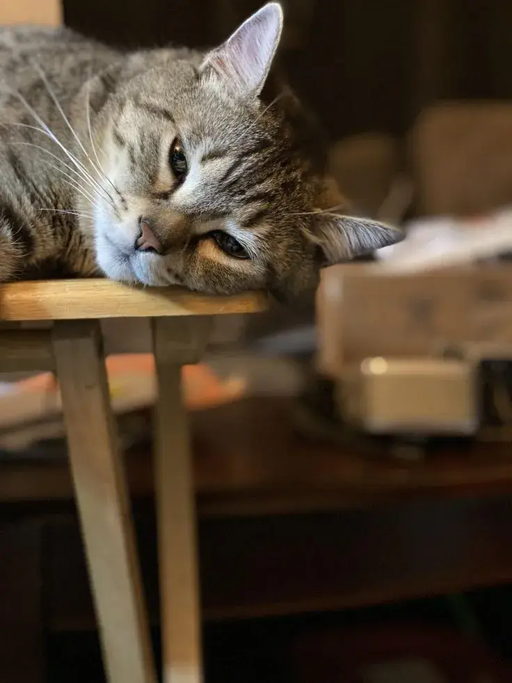 Ảnh vui mèo mệt nhưng mặt siêu cool