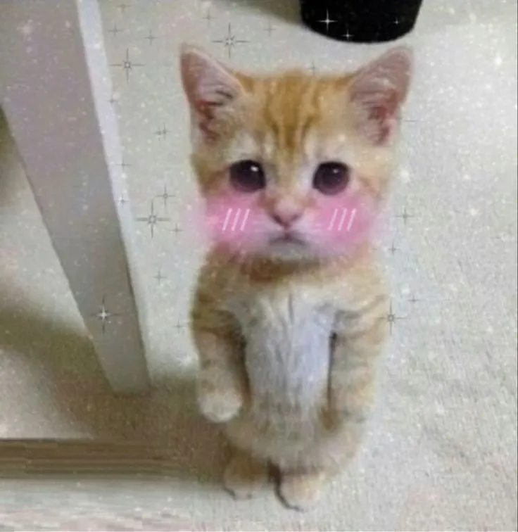 7 Meme chế mèo ngại ngùng đỏ mặt nhìn trộm cực đáng yêu