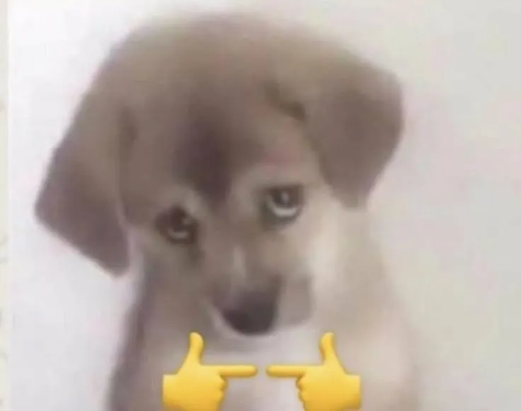 33 Ảnh chế chó con đỏ mặt hài hước cực đáng yêu