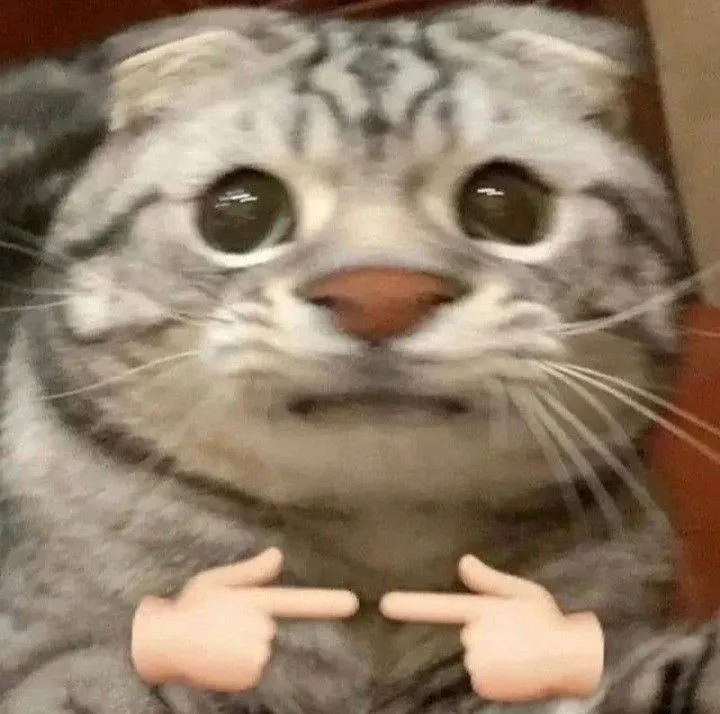 4 Cười nghiêng ngả với meme mèo ngại mà vẫn cố tỏ ra bình tĩnh