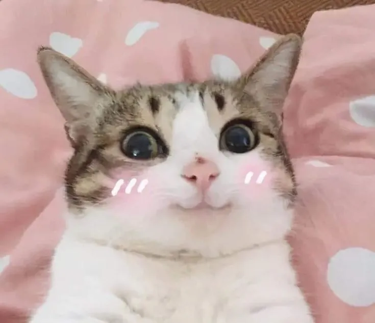 15 Meme hài mèo ngại lắm biểu cảm mắc cỡ cực chân thật