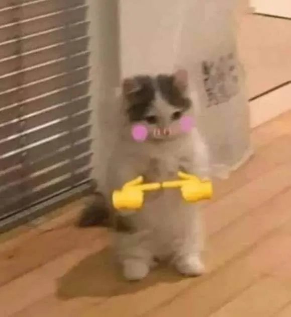 20 Meme chế biểu cảm ngại ngùng của mèo khi được khen