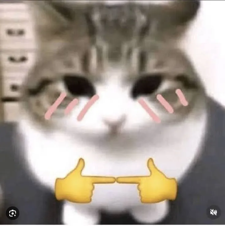 14 Ảnh meme mèo lúng túng gãi tai trong caption vui