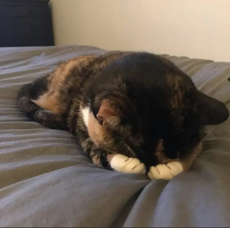 16 Ảnh chế mèo mắc cỡ cực kỳ vui nhộn