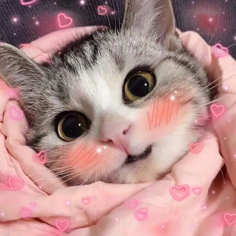 3 Ảnh vui mèo e thẹn gãi tai nhìn siêu ngộ