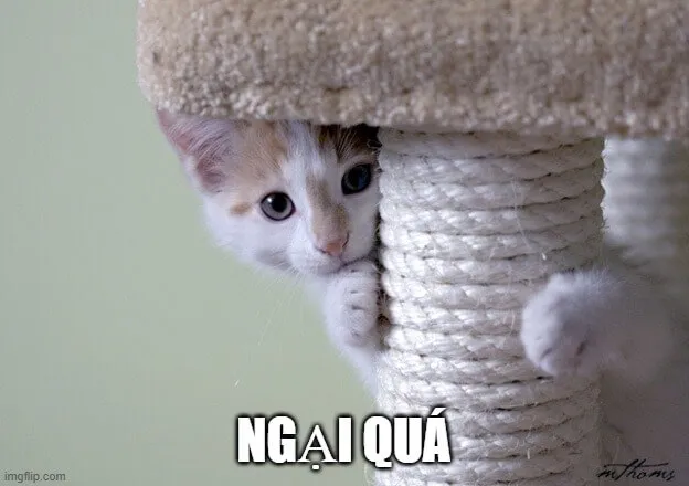 10 Ảnh hài mèo cụp tai cắn môi ngượng ngùng đáng yêu