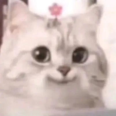 36 Ảnh hài mèo cụp tai gãi nhẹ vì xấu hổ