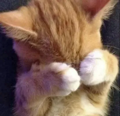 25 Hình troll mèo e thẹn má hồng nhẹ và ánh nhìn