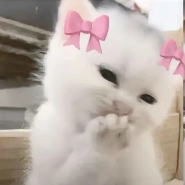 22 Hình chế meme mèo má đỏ hồng siêu đáng yêu