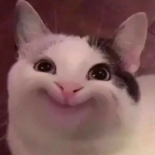 28 Hình troll dáng mèo ngại ngùng nằm cuộn tròn né góc