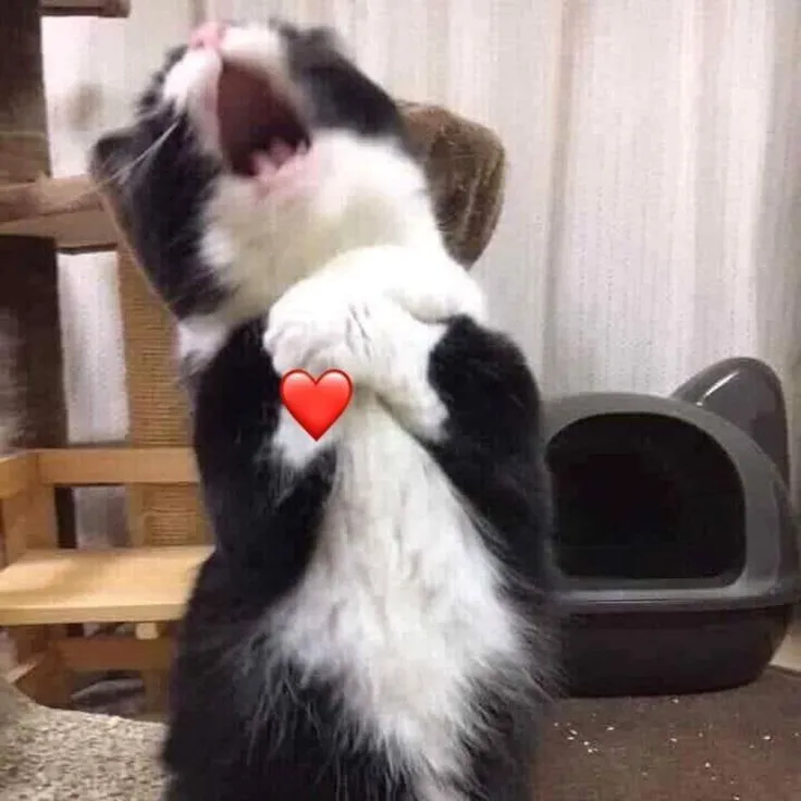 6 Ảnh troll mèo lúng túng gãi tai trong khung hồng