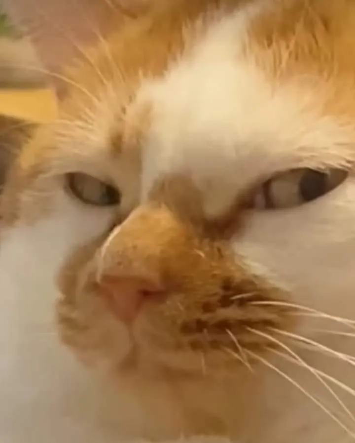 Mèo ánh nhìn nghi ngờ khiến ai cũng phải cười