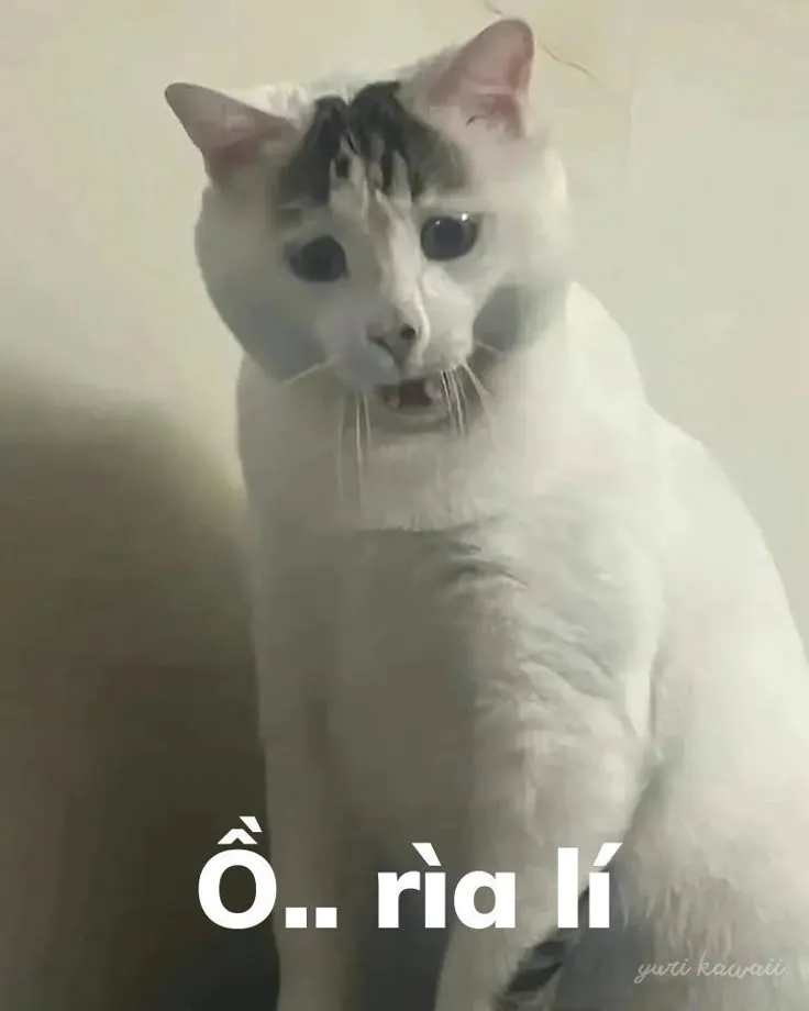 Mèo nhìn trống rỗng nhưng đầy ngầm ý châm chọc