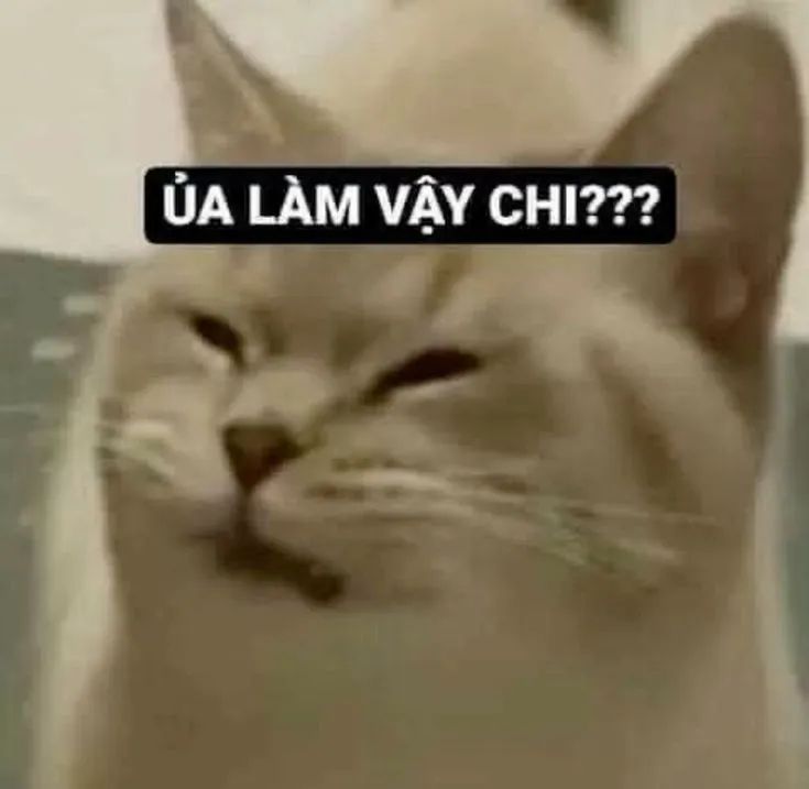 Mèo ánh mắt soi mói làm tình huống thêm chua cay