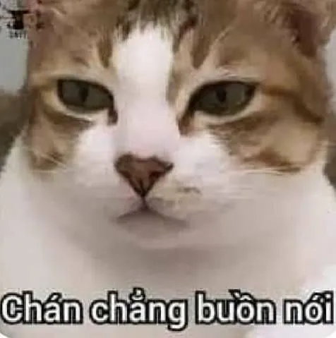 Meme mèo phán xét gợi cảm giác vừa tức vừa buồn cười