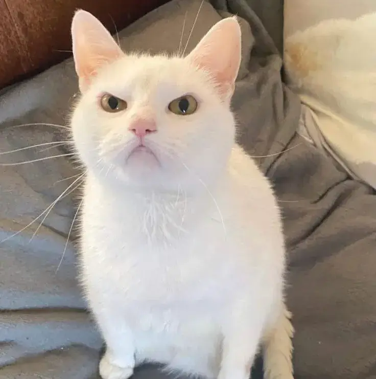 Đôi mắt mèo soi mói khiến khung cảnh thêm hài hước